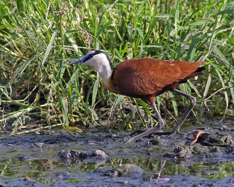 African jacana