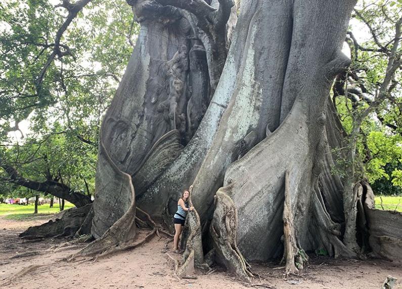 arbre bantaworo ceiba abene senegal escapemnos