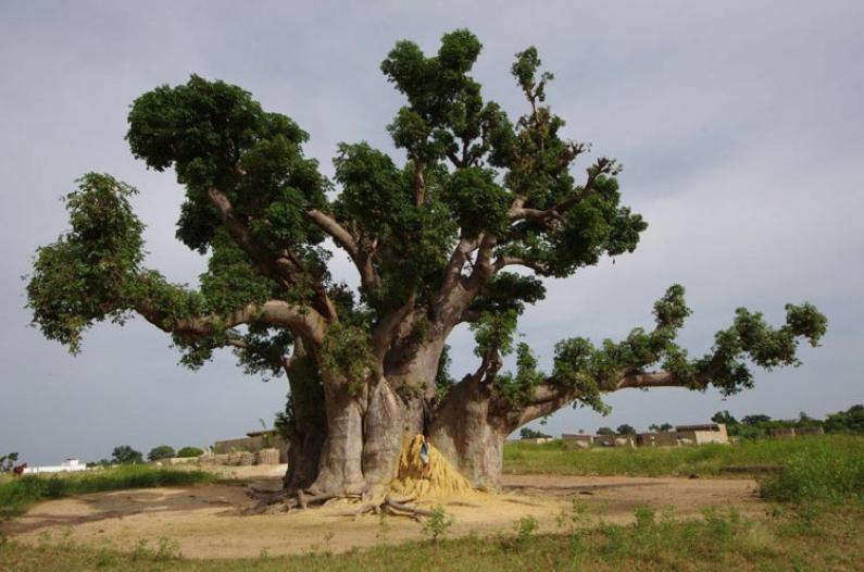 baobab de nianing