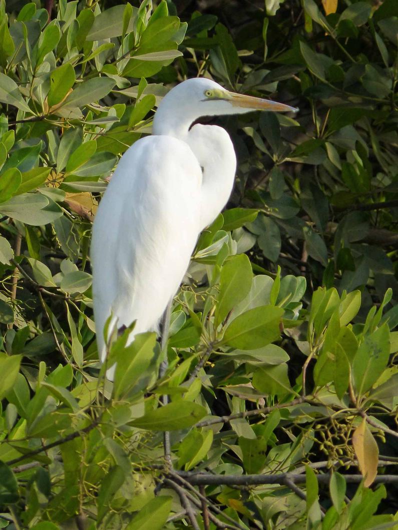 great white egret