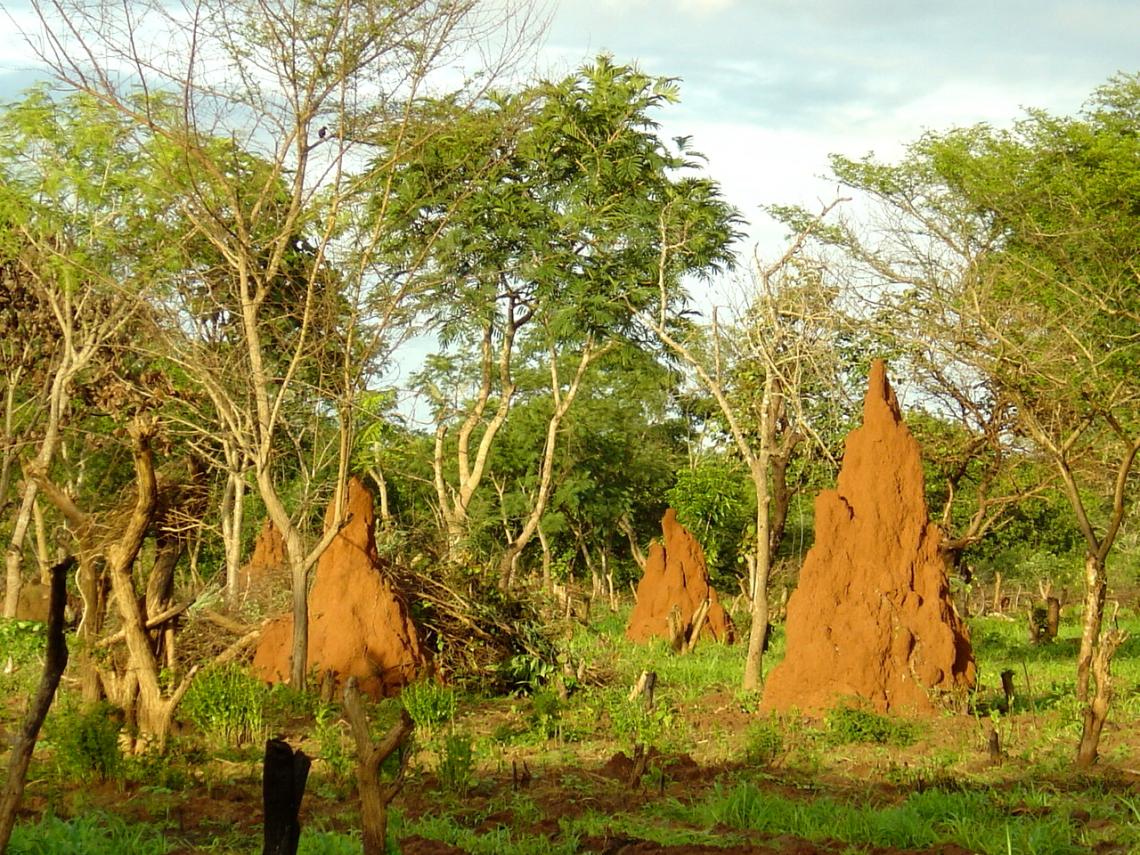 Paesaggio savana con termitai in Guinea Bissau