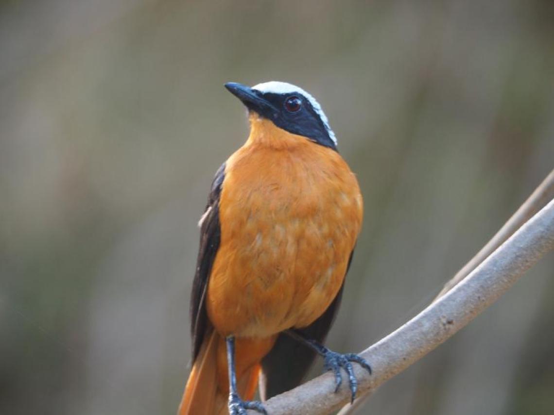 birding
