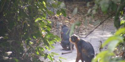 monkeys abuko