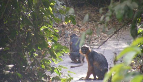 monkeys abuko