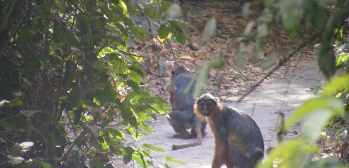 monkeys abuko